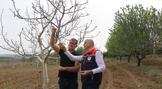 ZİRAİ DONDAN ETKİLENEN ALANLARDA HASAR TESPİT ÇALIŞMALARI SÜRÜYOR