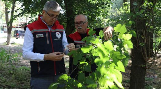 Edirne’de kahverengi kokarcayla mücadele için doğaya 2 bin samuray arısı bırakıldı